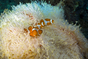 Naklejka na ściany i meble Clownfishes, Amphiprion ocellaris, in a bleached anemone Raja Ampat Indonesia
