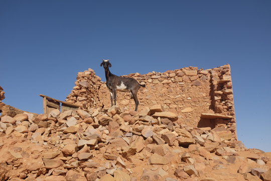 Goat in the Ruins of Chinguetti's Old Town