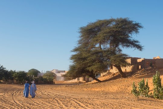 Scene with Locust Tree and Traditionally Clothed Men in Mauritania