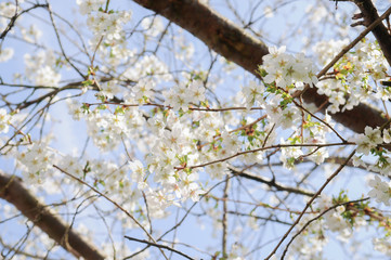 Blossom. White blossom on a tree branch in sunlight