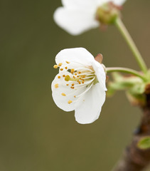 detail of apple flower