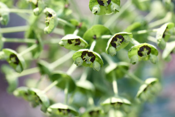 flowers of eufhorbia