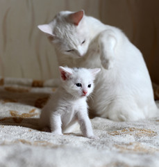 White mom cat nurturing her white kitten