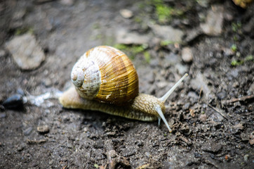 Snail close up on a rainy road