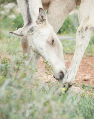 grooming half-wild cream foal. Israel