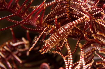Obraz premium Commensal shrimp, Periclimenes commensalis, camouflaging on a feather star, Bali Indonesia.