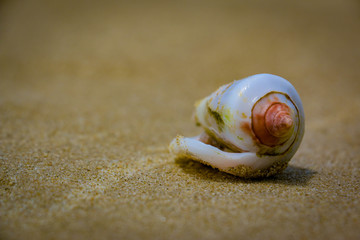 Lonely shell. 