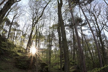 Wald mit Felsen und Sonne