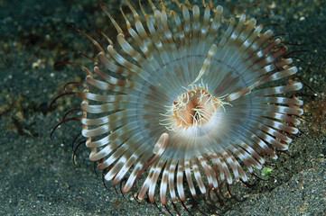 Unidentified sand anemone, Lembeh Strait Sulawesi Indonesia
