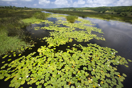 Water lillies in river Igneada Kirklareli Turkey