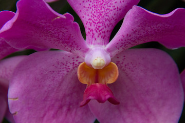 Orchidee di Singapore © Roberto Brambilla