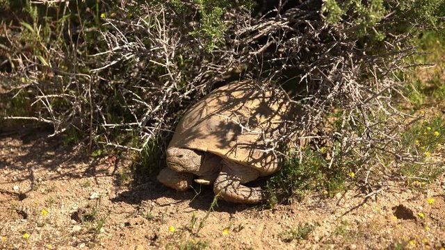 Wild Desert Tortoise 04 Gopherus Agassizii Mojave California