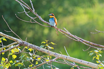 colored bird among branches with green leaves