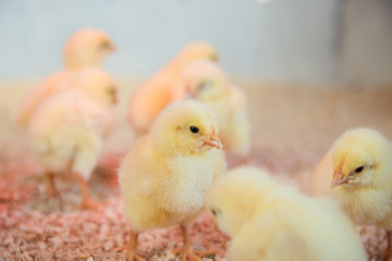 group of small Chicks