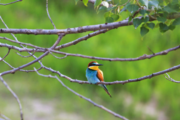 colored bird in a green environment