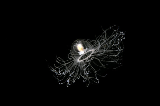 Immortal jellyfish, Turritopsis nutricula, Sarıgerme Turkey