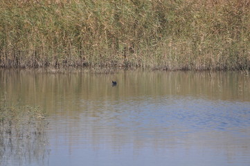 Limassol Beach Sea Gull
