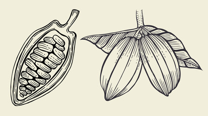 Cacao tree leaves