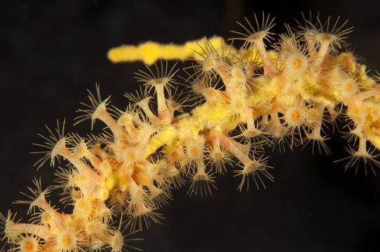 Yellow cluster anemone, Parazoanthus axinellae,  Sarıgerme Fethiye Turkey