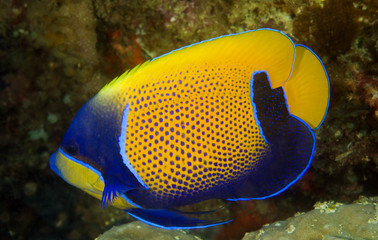 Blue girdled angelfish, Pomacanthus navarchus,  Raja Ampat Indonesia