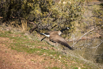 Goose on the run