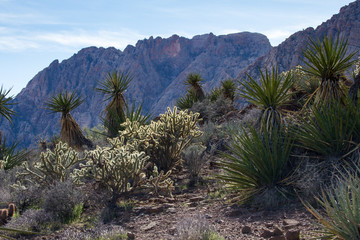 Fototapeta na wymiar Nevada Desert Cactus
