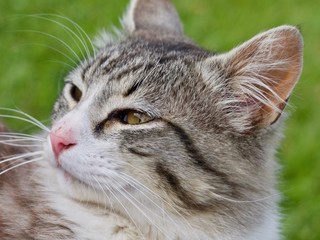 Friendly kitty looking for attention in Patagonia.