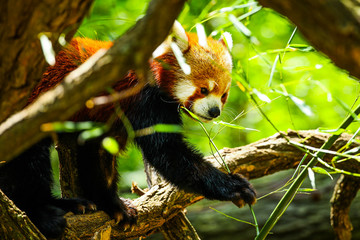Red panda eating