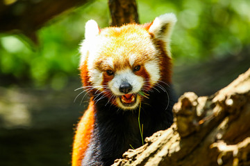 Fototapeta premium Red panda eating