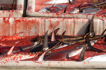 Bluefin tunas, the most valuable commercial fish in the worls are in crates to be transported Japanese fishing ship, Eastern Mediterranean Turkey.