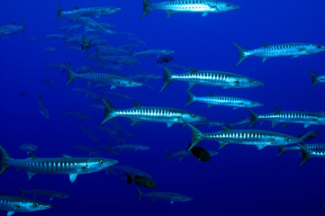Blackfin barracudas, Sphyraena qenie, Kingman Reef.