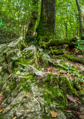 Stones and tree roots covered with moss
