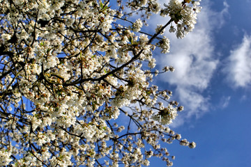 Apple tree white  flowers with blue sky background