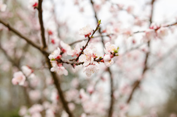 Flowering apricot tree