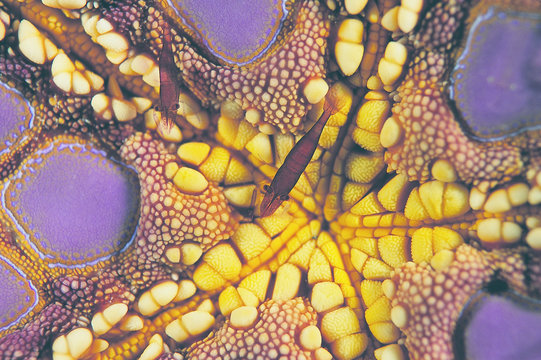 Commensal shrimps, Periclimenes soror, on a hexagon starfish Sulawesi Indonesia