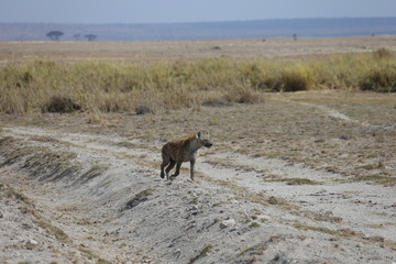 Wild Hyena