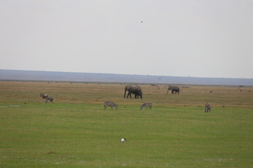 Wild Elephant and Landscape