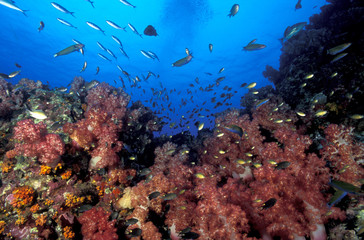 Naklejka na ściany i meble Andaman Sea, soft corals Koh Bon Thailand