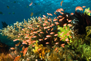 Fototapeta na wymiar Reef scenic with scalefin anthiases, Pseudanthias squamipinnis, Komodo National Park, Indonesia.