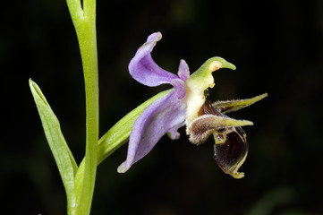 Wild orchid Ophrys oestrifera Kastamonu Turkey