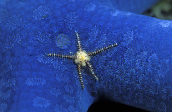 Brittle star, Ophiothrix sp., on blue starfish, Linckia laevigata, Busuanga Philippines.