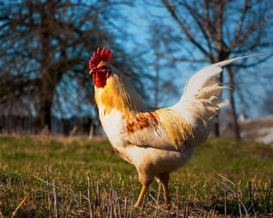 Cock on the background of a rural landscape.