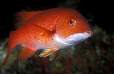 Female California sheephead wrasse, Semicossyphus pulcher, Channel Islands California..