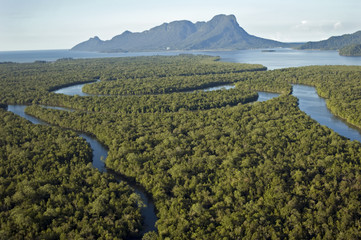 Aerial view of mangrove forest around Kuching and Sarawak River, Borneo Malaysia. - obrazy, fototapety, plakaty