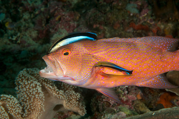 Obraz na płótnie Canvas Lyre tail grouper, Variola louti, in a cleaning station Raja Ampat Indonesia