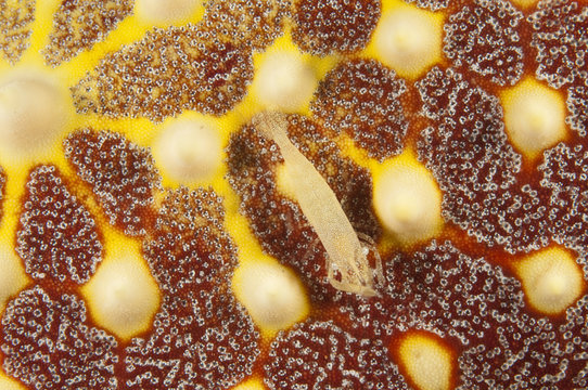 Commensal shrimp, Periclimenes sp., on a starfish, Pentaceraster sp., Sulawesi Indonesia