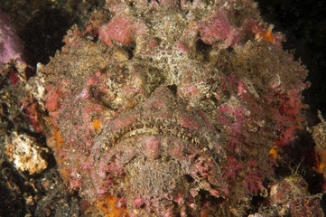 Obraz na płótnie Canvas Reef stonefish, Synenceia verrucosa, Sulawesi Indonesia