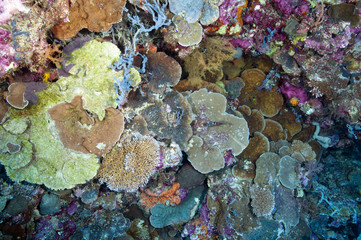 Reef scenic with colorful hardcorals Sulawesi Indonesia