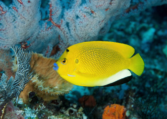 Three spot angelfish, Apolemichthys trimaculatus, Komodo Indonesia