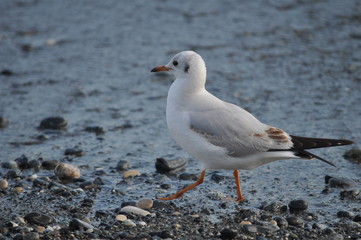 Limassol Beach Sea Gull